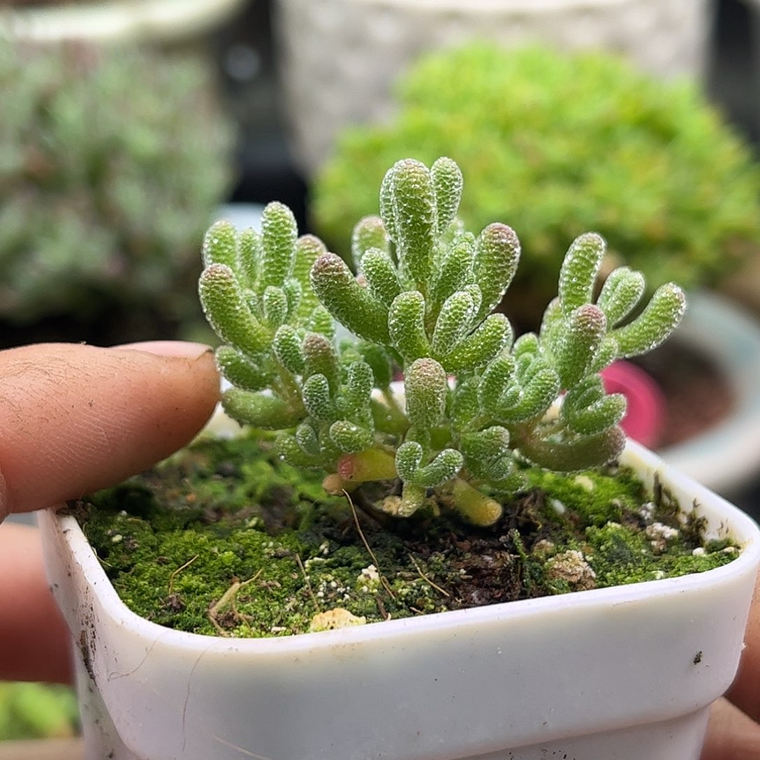 22实生冰晶优选枝干