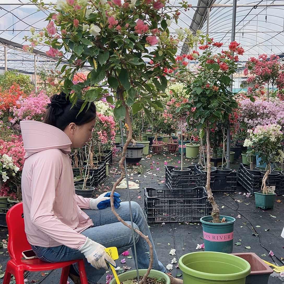 想***想完全开放C28金心橙白