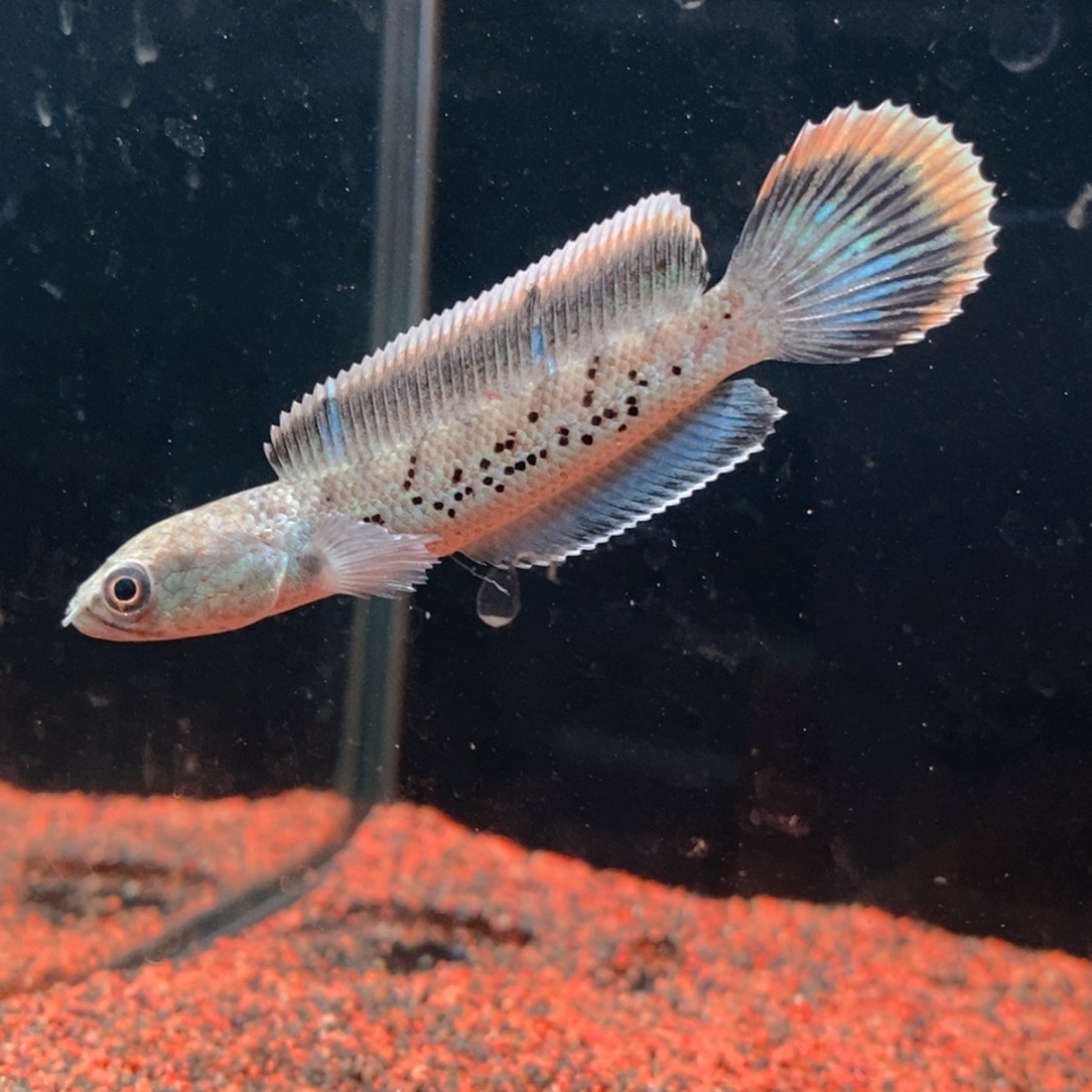 海水鱼鬼王雷龙观赏鱼