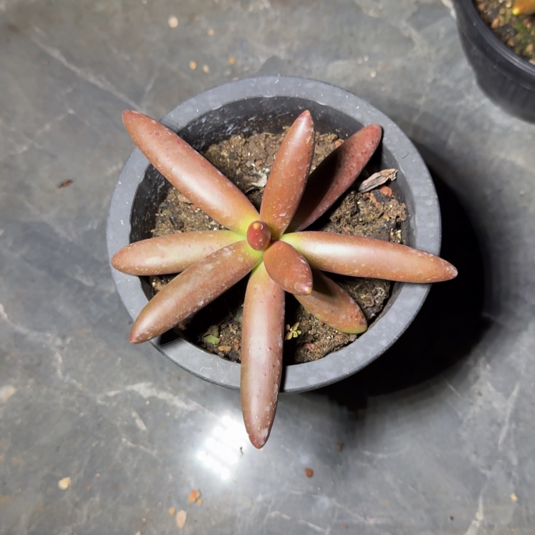 椰子树 单头 一物一拍