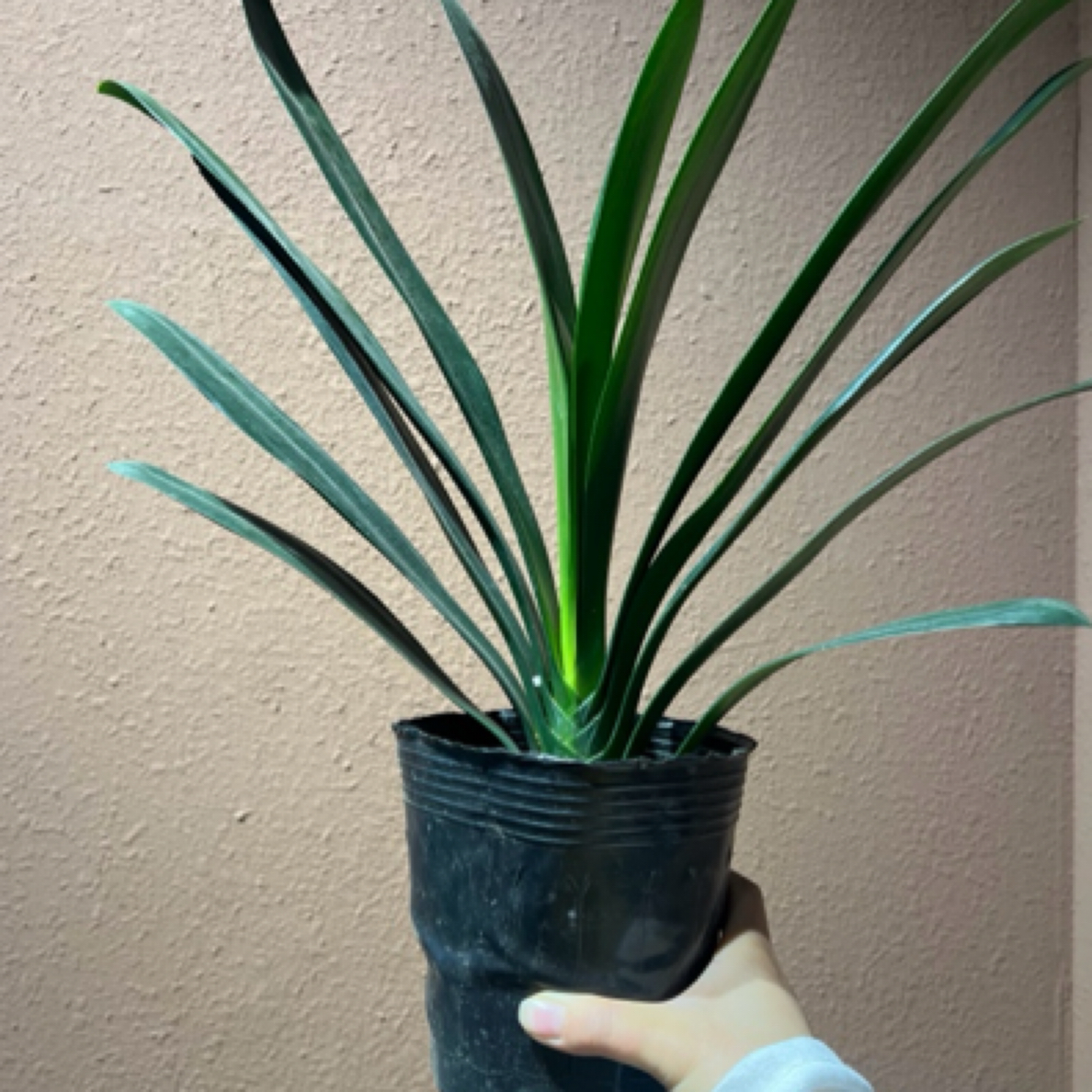 【君子兰】康巴什伊金霍洛旗同城配送