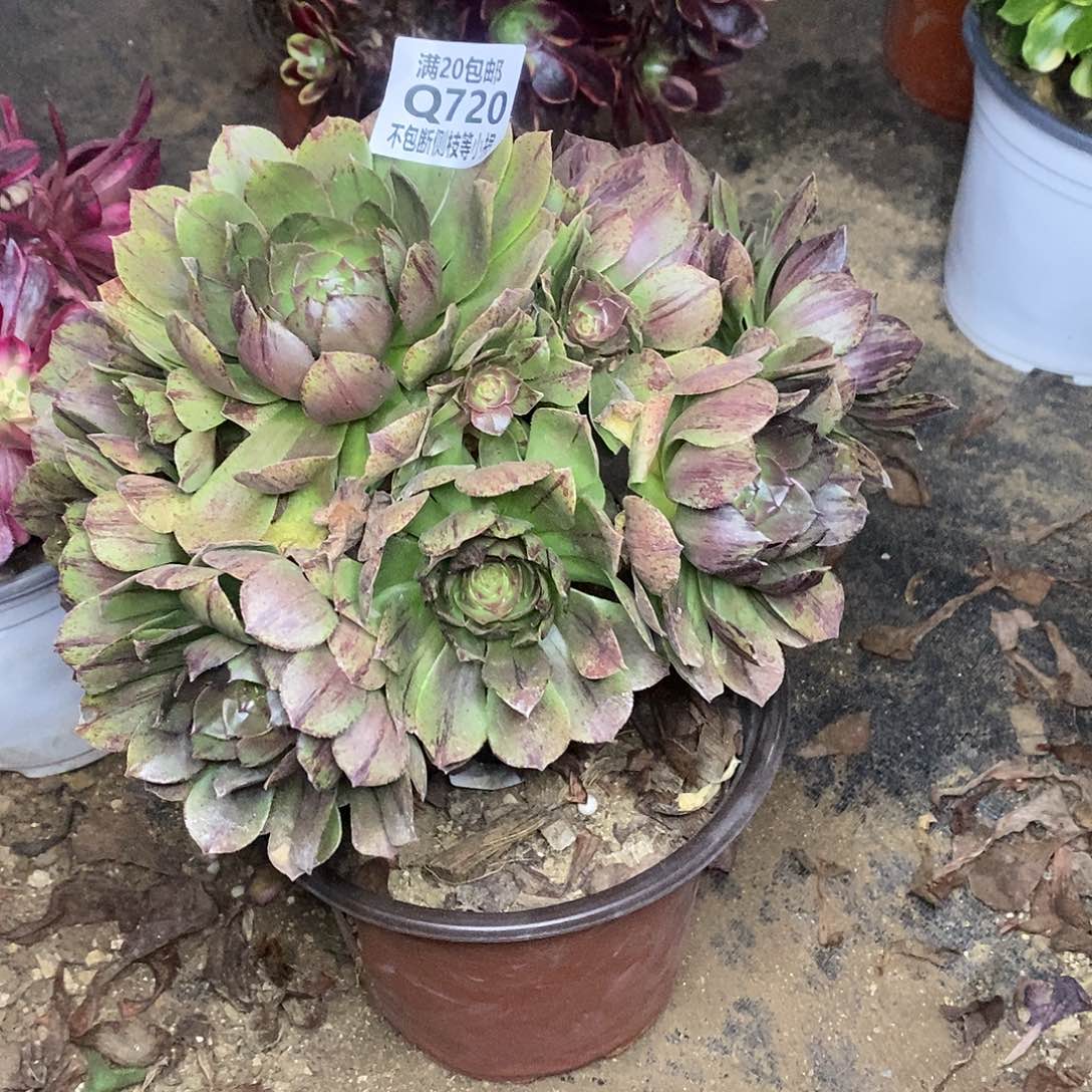 720万拉丝多肉法师锦