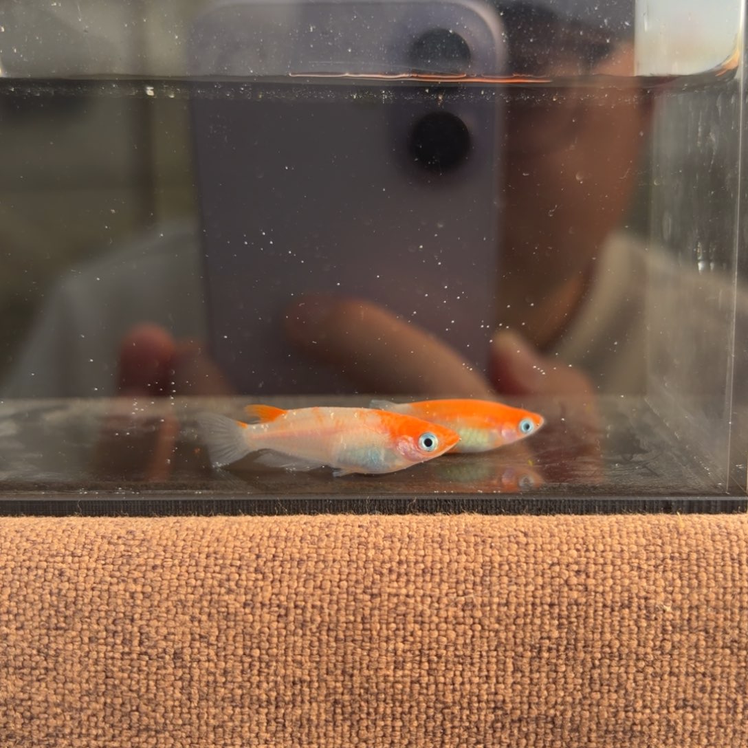 青鳉鱼602.红凛红白一对