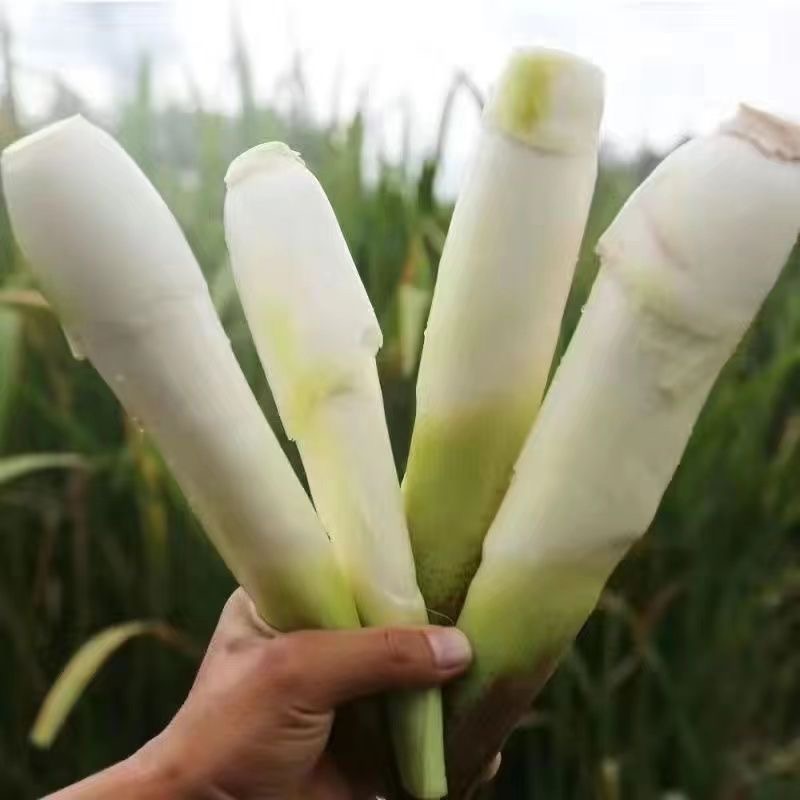 现采青浦练塘茭白鲜嫩清甜吃口糯 3斤顺丰包邮