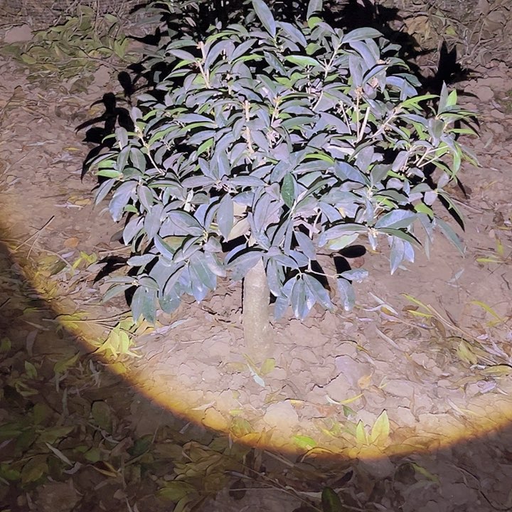 当前无花栽培后可以开花二****诚
