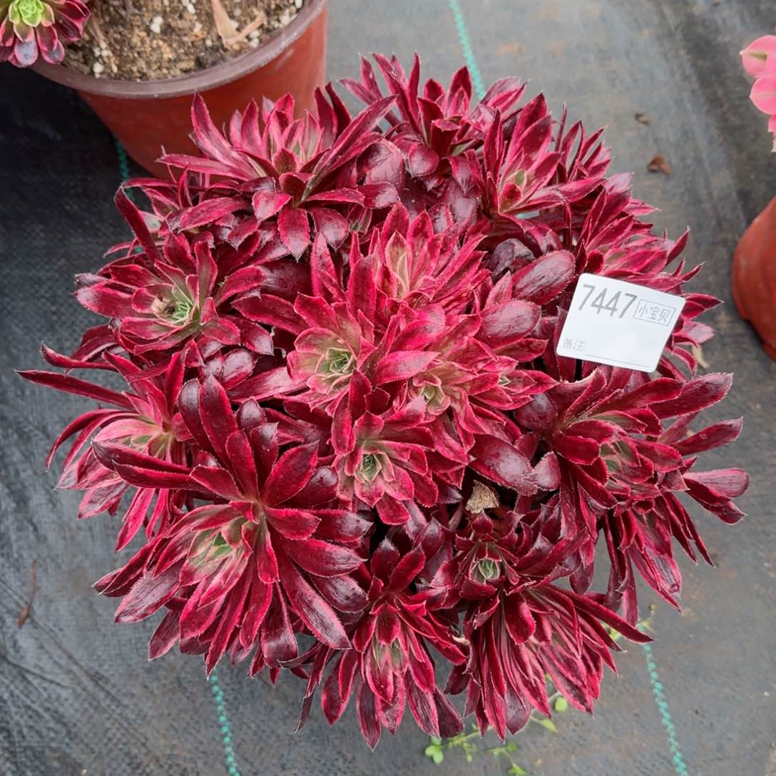 方****7447孔雀多肉多肉