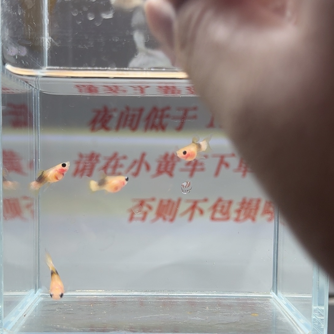 孔雀鱼玻璃猫孔雀鱼76