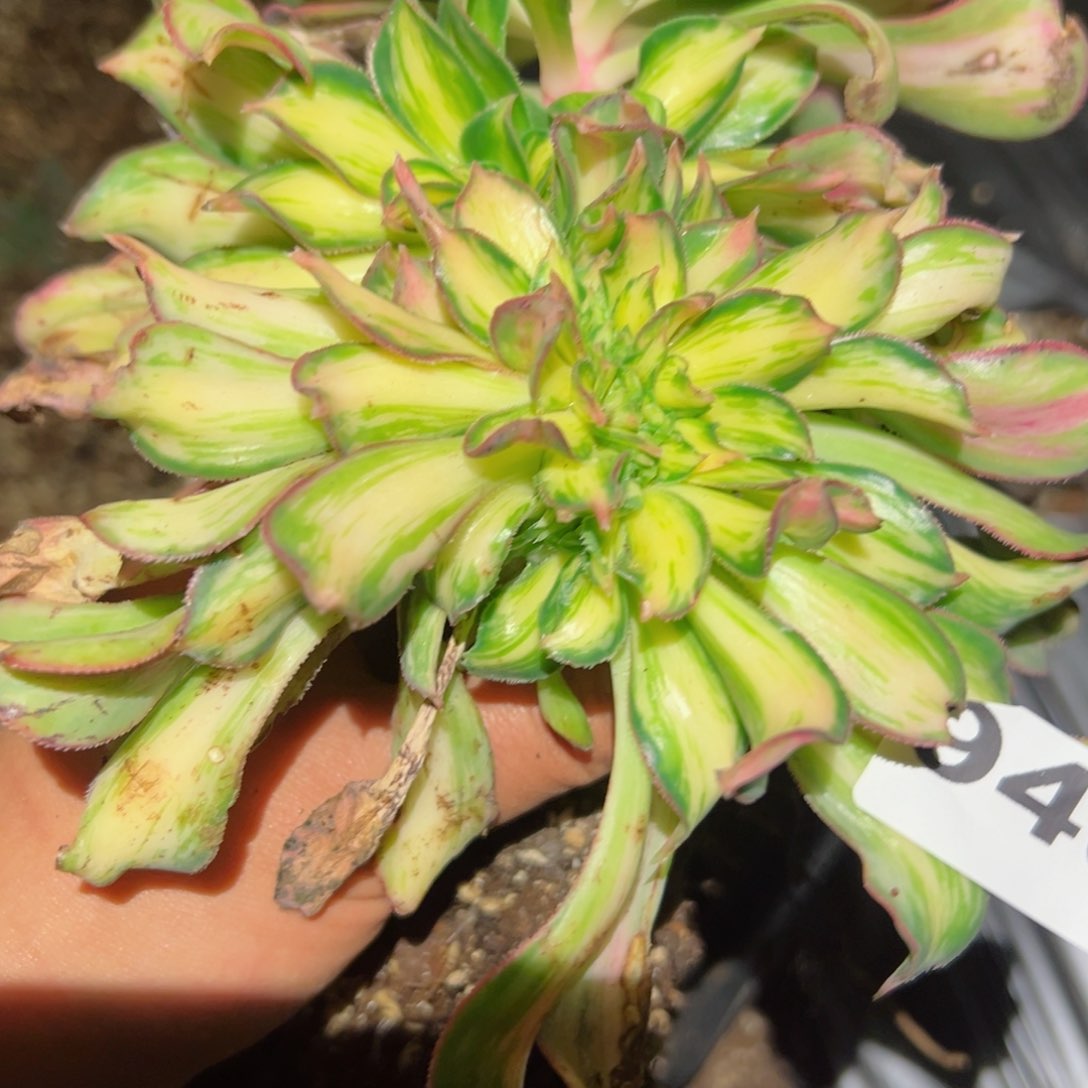 940 号多肉植物法师