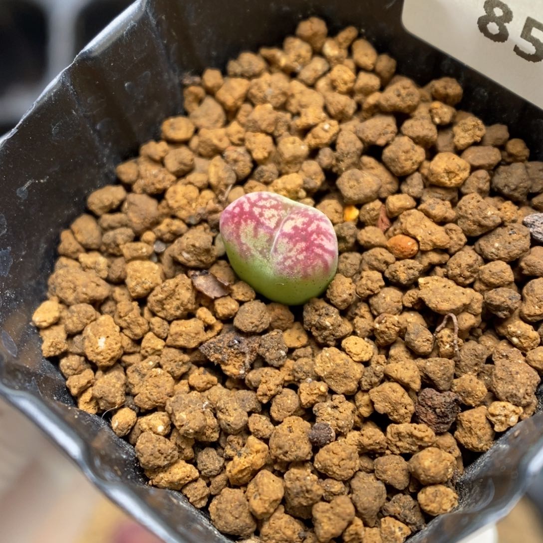 多肉植物肉锥杂交K-852