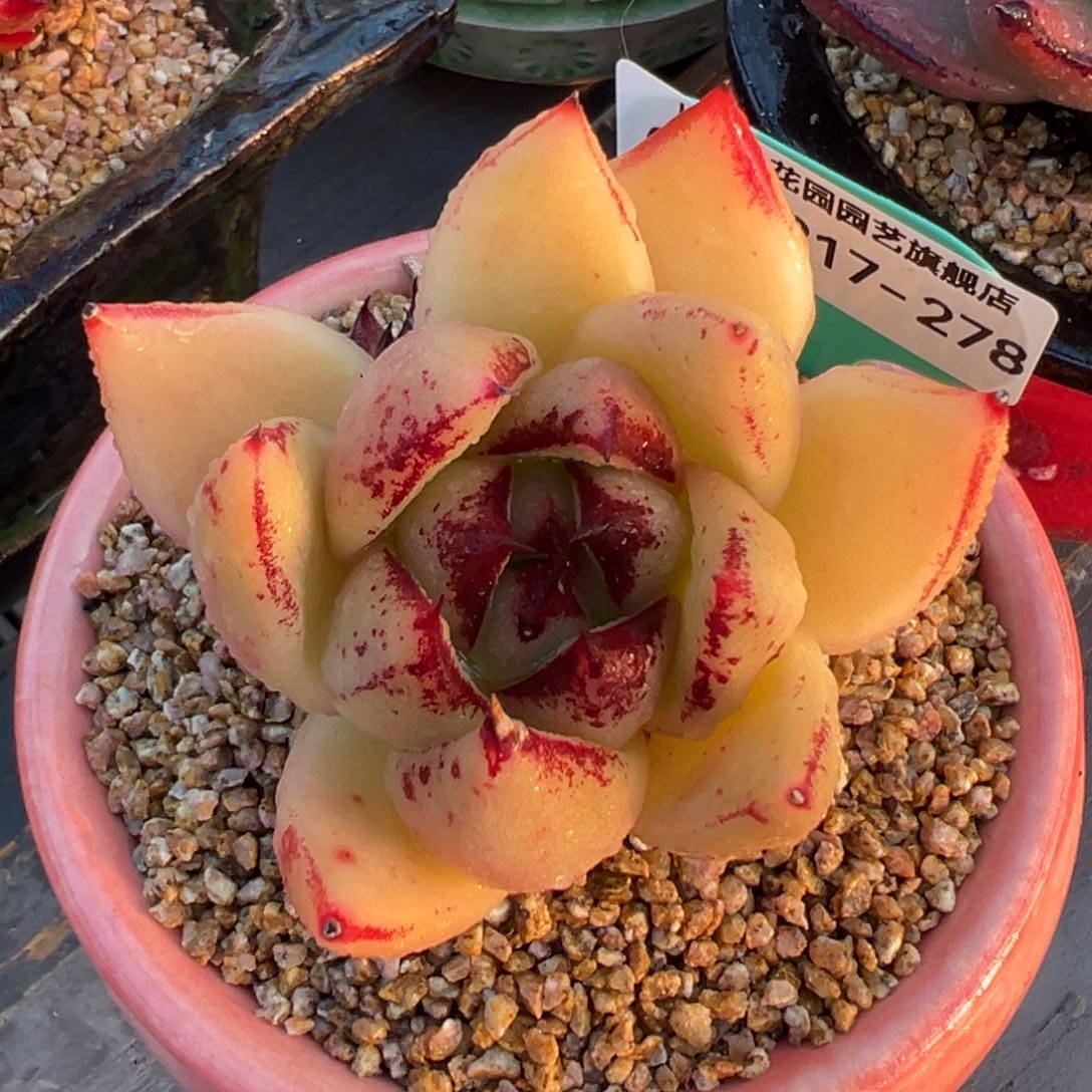 从前慢多肉精选编号0217.278