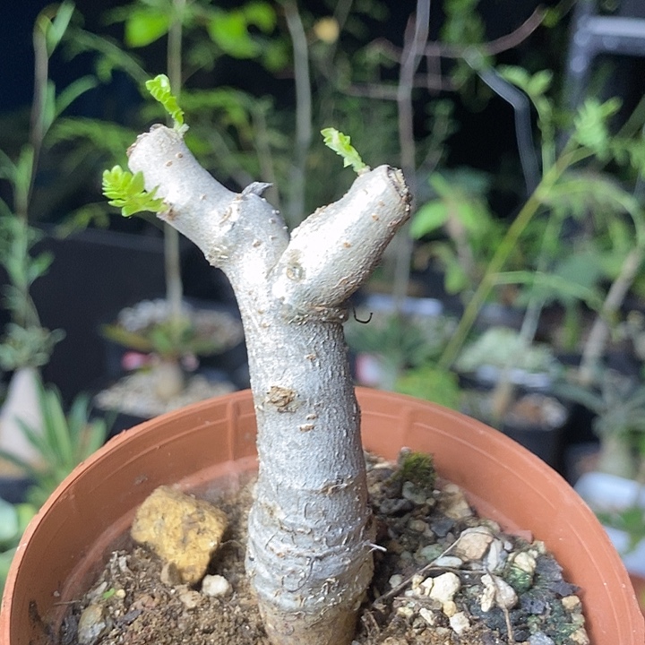 尼勒达带盆土发货