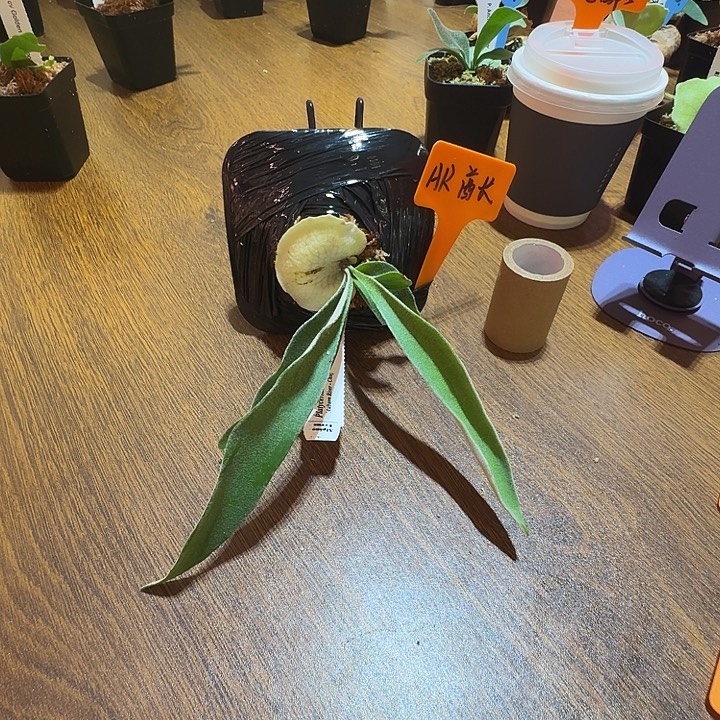 无花朵鹿野直播间竞拍酋长