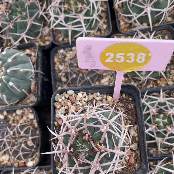 金***斗实生狂刺碧岩2538