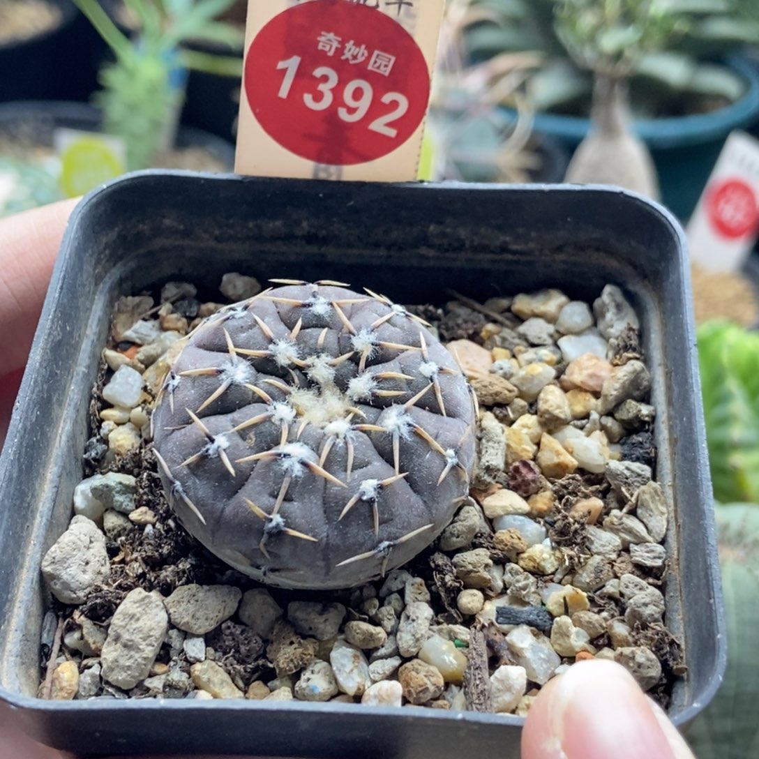 实生怪龙丸一颗36877