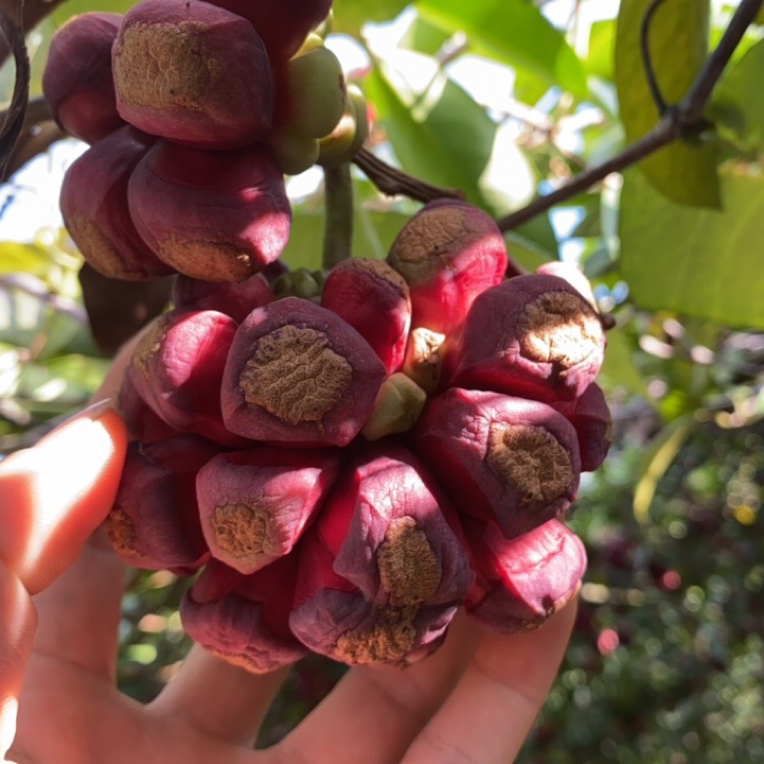 新鲜水果布福娜直播间每5000赞，上一单库存。