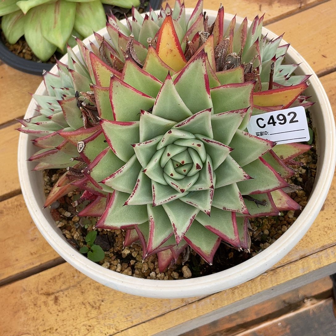 若如东云单排C492