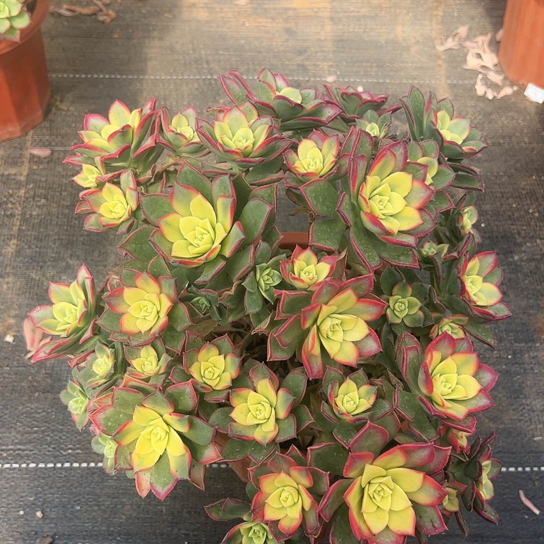 多肉植物艳日辉28元