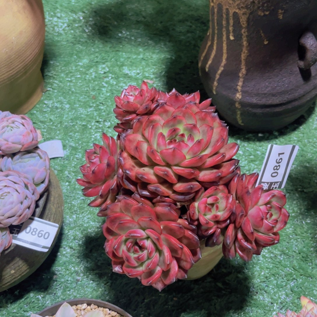 TM多肉多肉植物0861