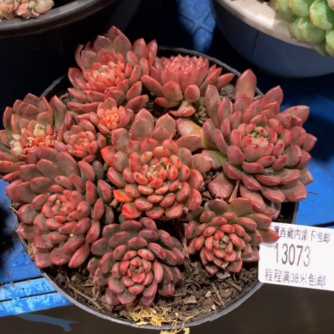 爱*织红宝石13073多肉