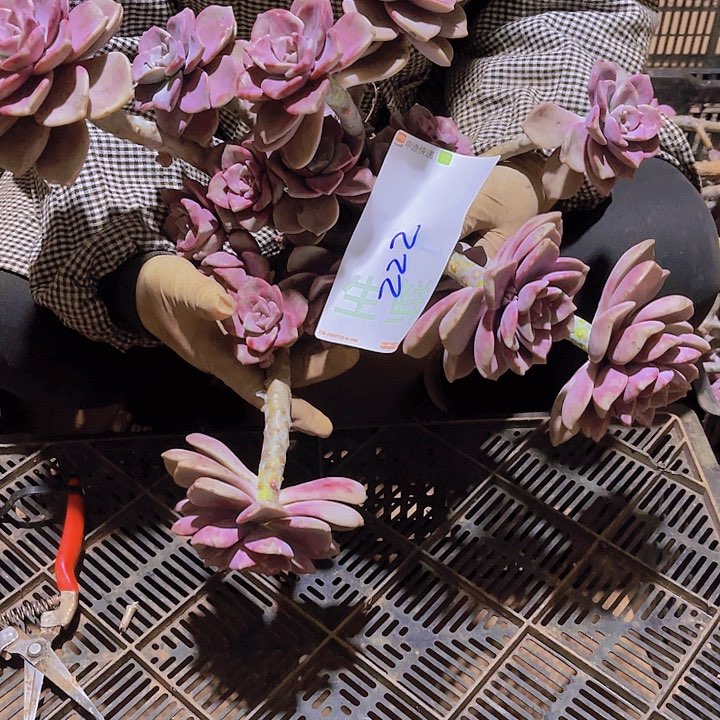 彭*紫乐一无一拍多肉22222