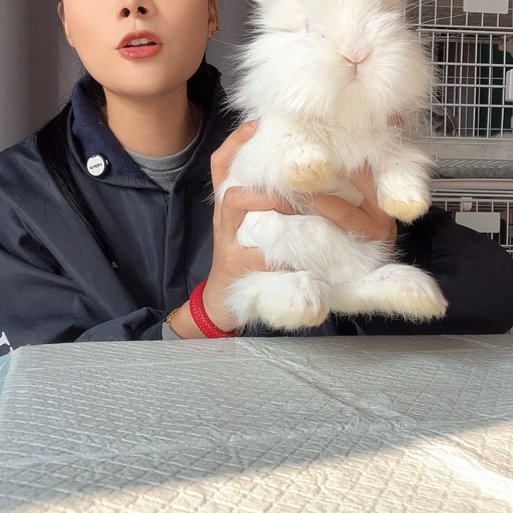 网红安哥拉兔红眼睛妹妹10