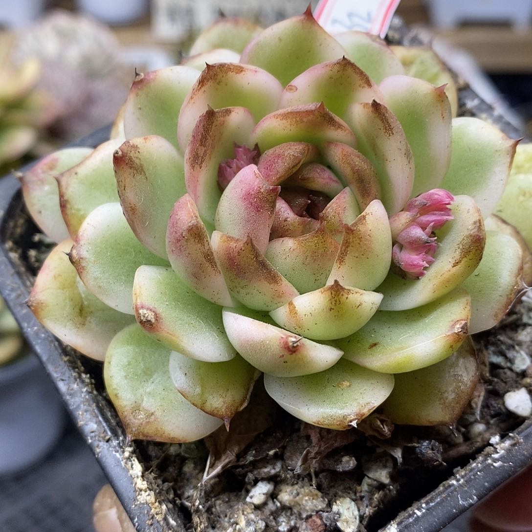 0232 绿水晶覆轮锦