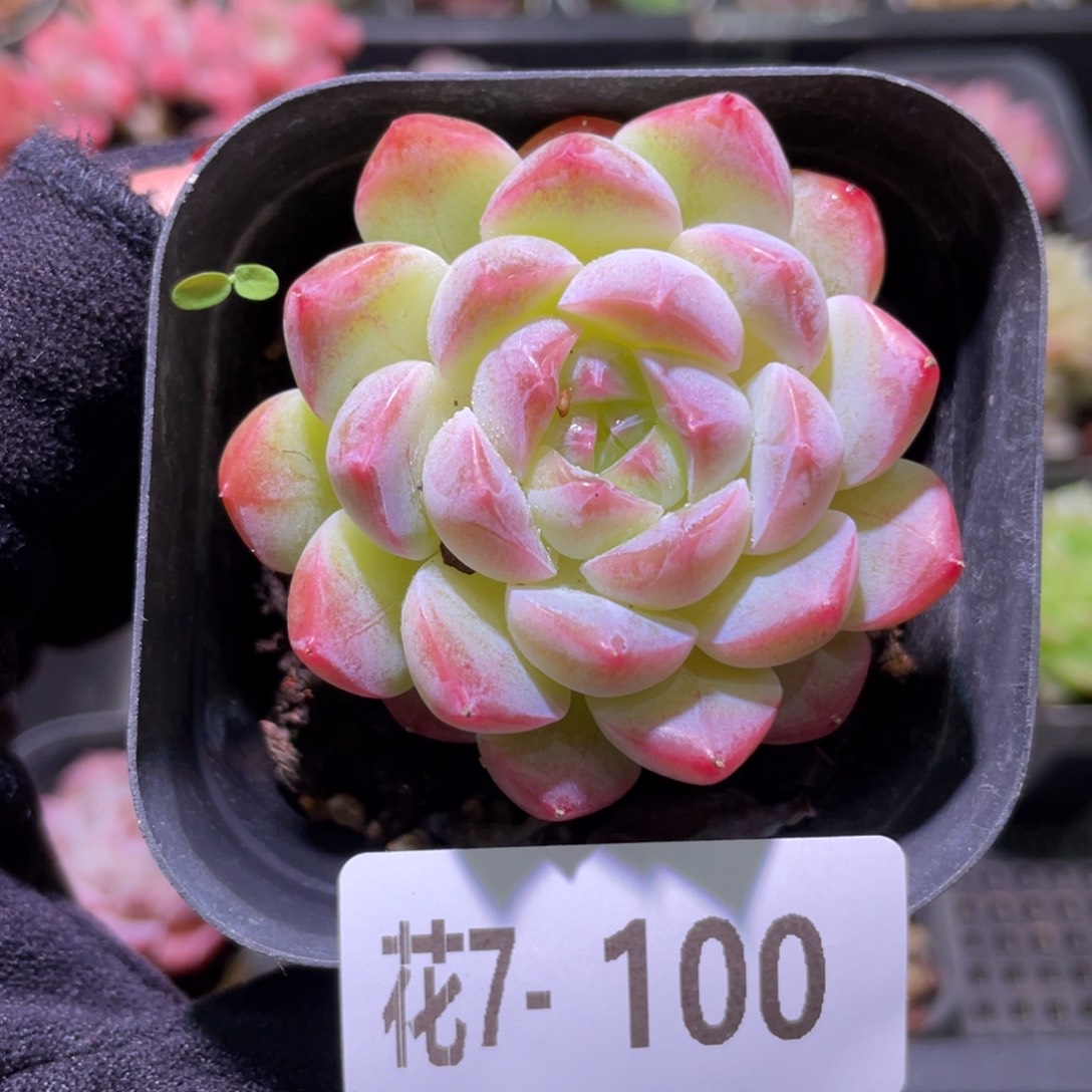 花利美7-100新品单头