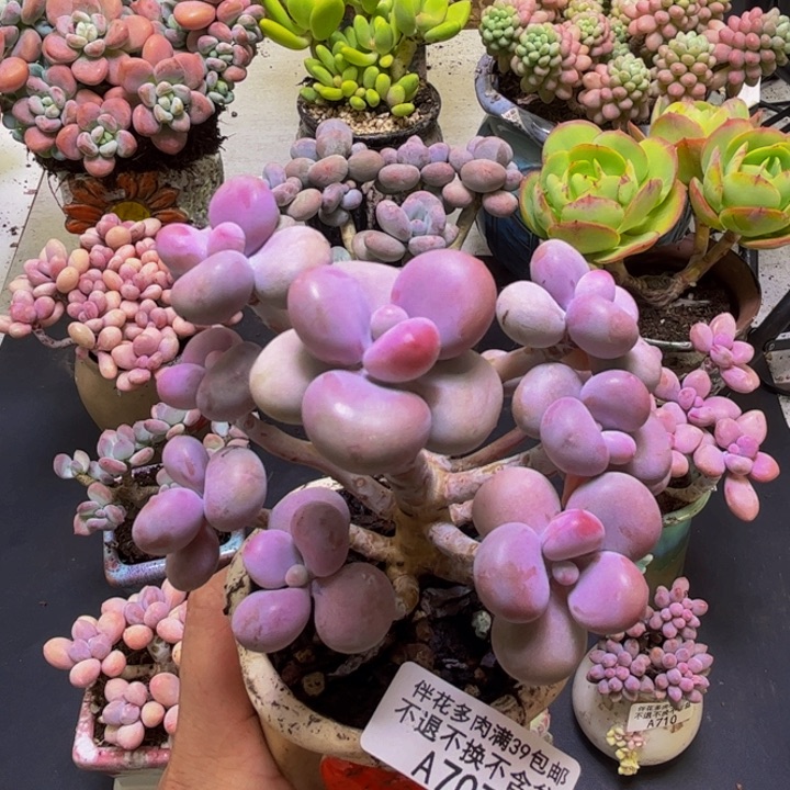 腰子桃蛋树707/8cm
