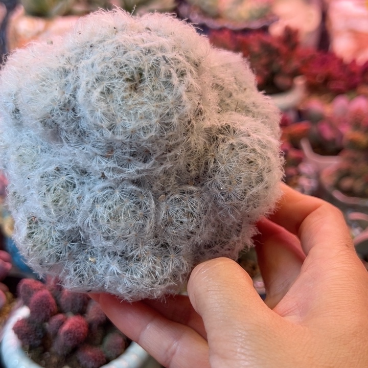 梅*一物一拍，感谢支持