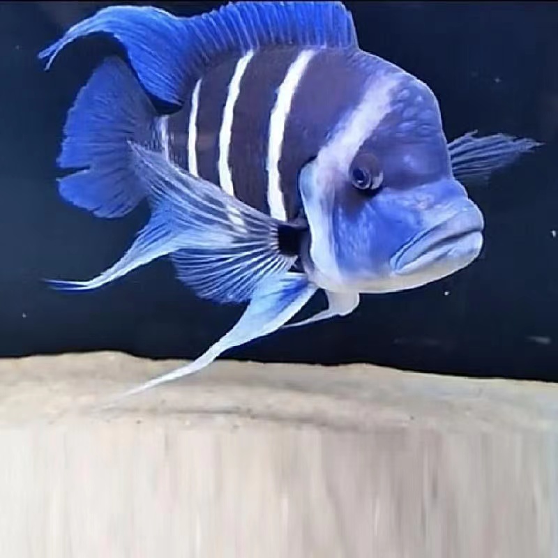 坦桑尼亚萨依蓝活鱼  