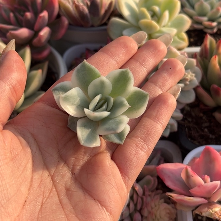 寒酥锦头盖一颗价格