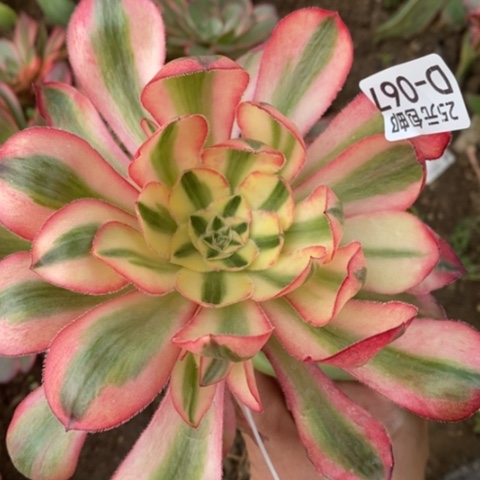 67嫁接爱丽丝下过崽满25包邮多肉