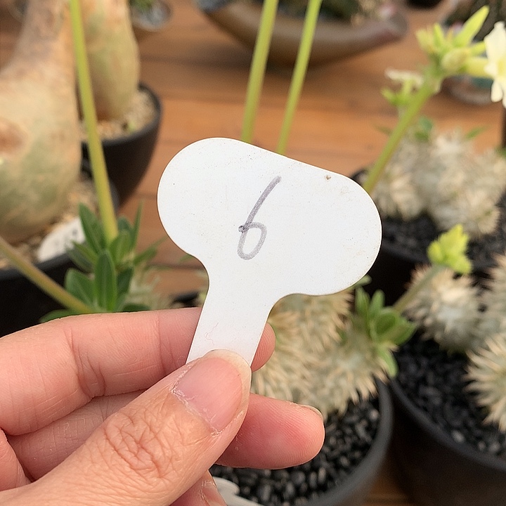 南****司6象牙玉2233333333