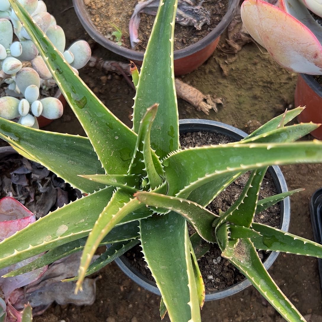 特呃呃呃呃呃呃呃呃呃呃