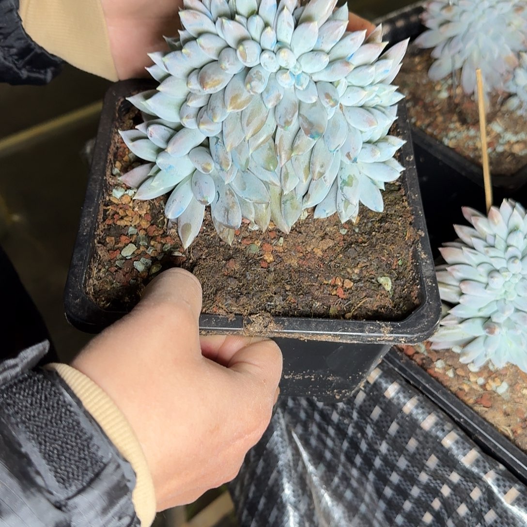 Q***i多肉植物多肉植物