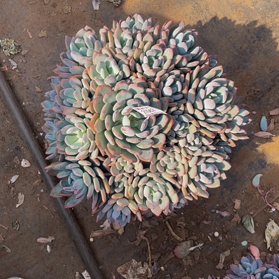 丽*梦灰姑娘21062多肉