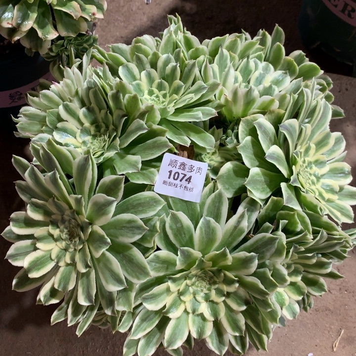 1074碧浪多肉植物