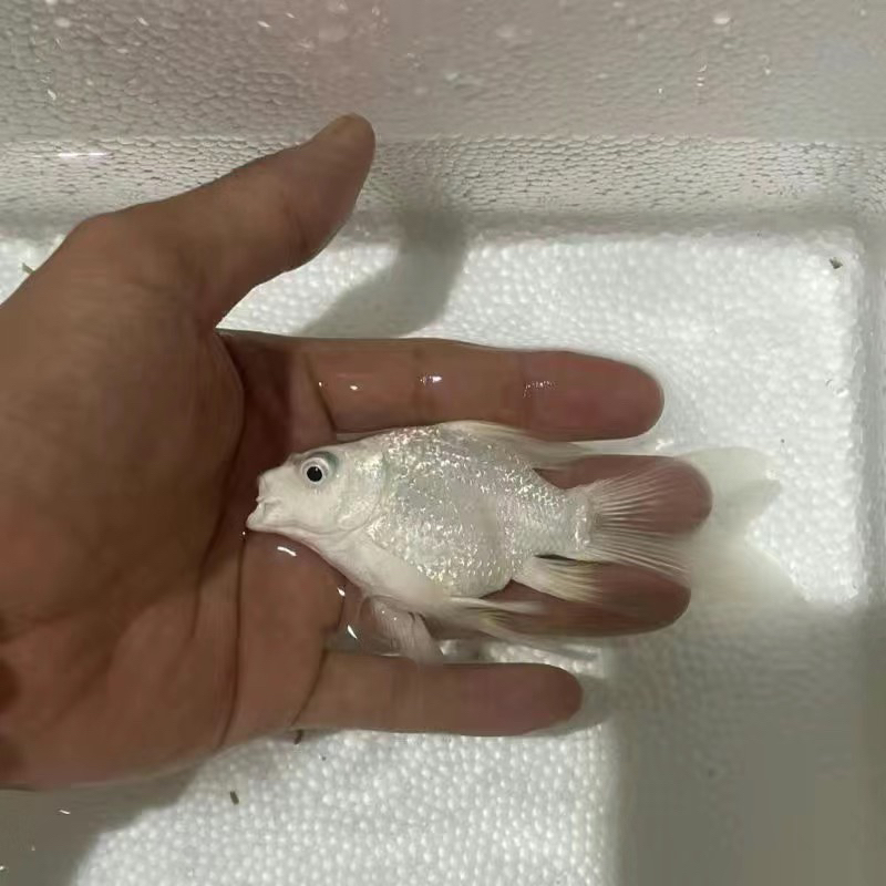 6-8公分 球体蝴蝶鲤短身石膏白大鳍大尾冷水观赏鱼好养耐活锦鲤