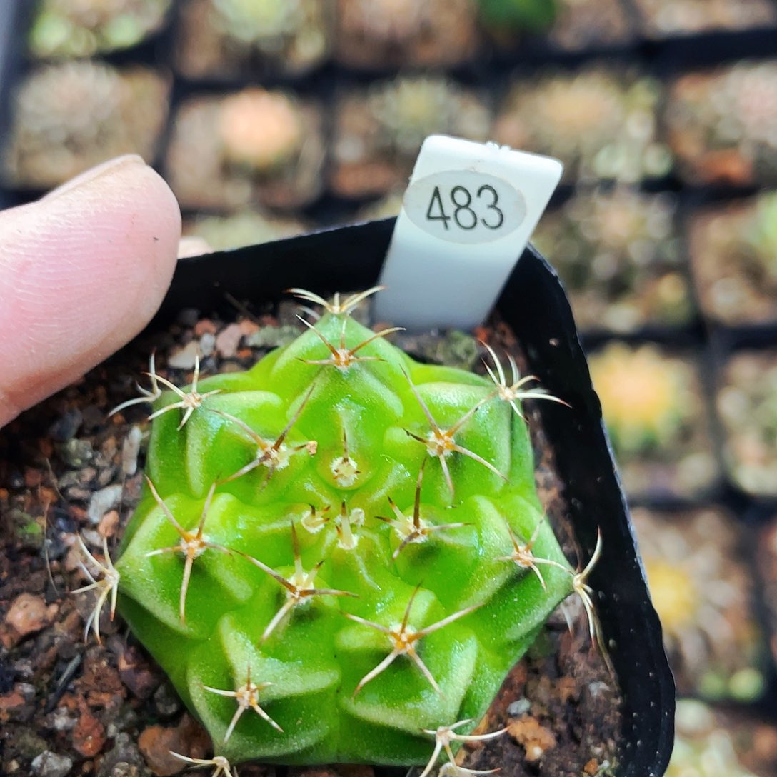 喵**P非偏远地区满25包邮仙人球