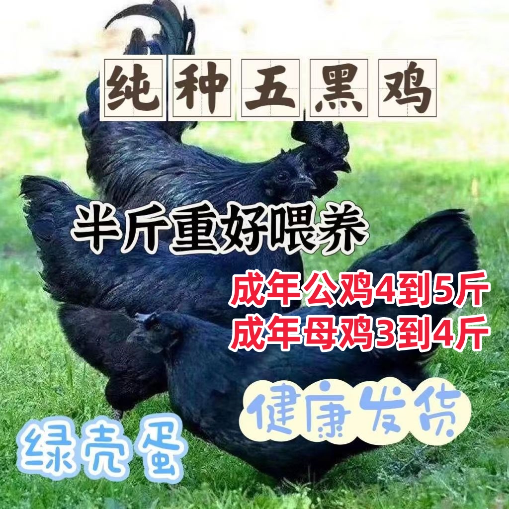 10只单只半斤发货脱温五黑绿鸡乌骨乌肉产蛋王公母可选活体小鸡