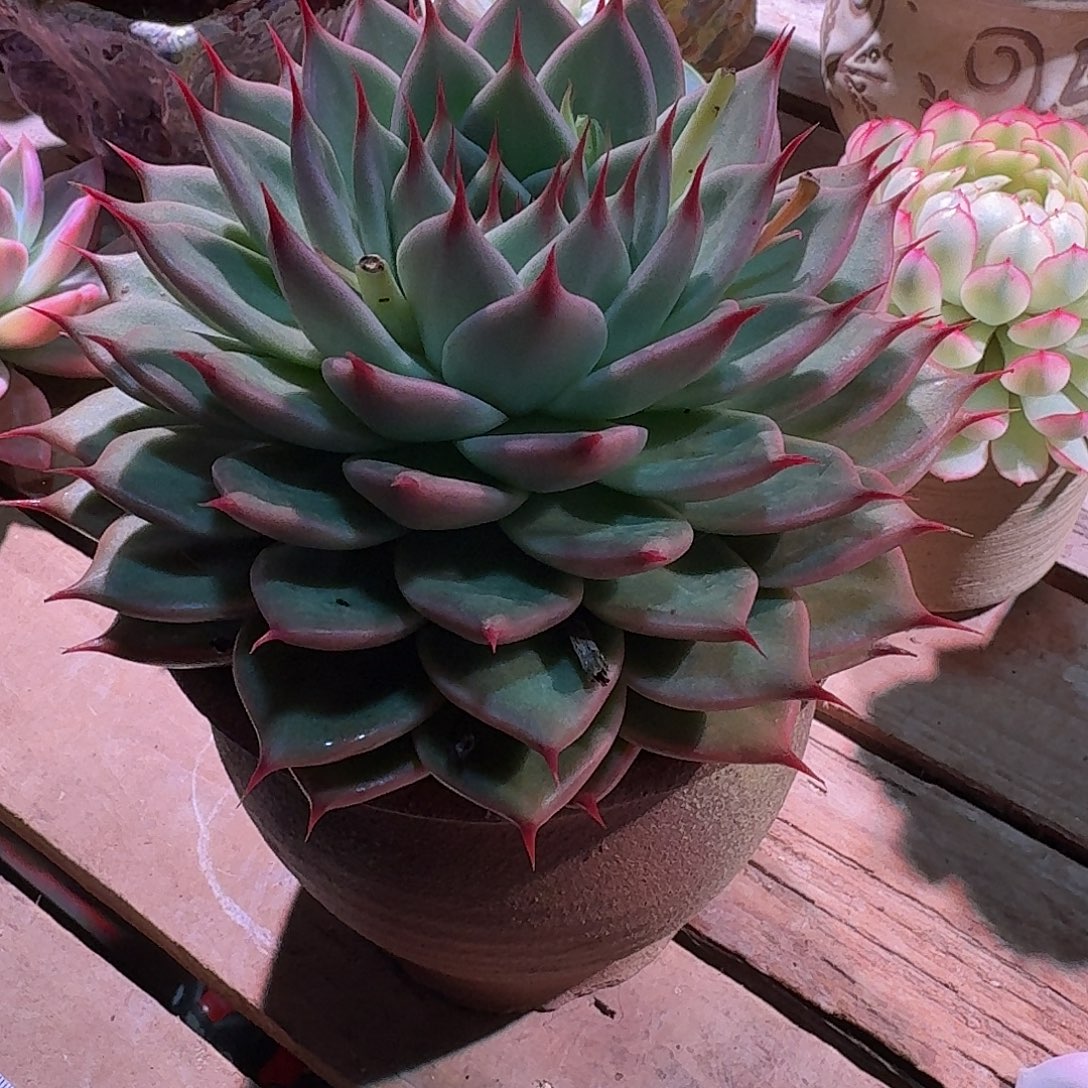 托斯卡内利多肉多肉