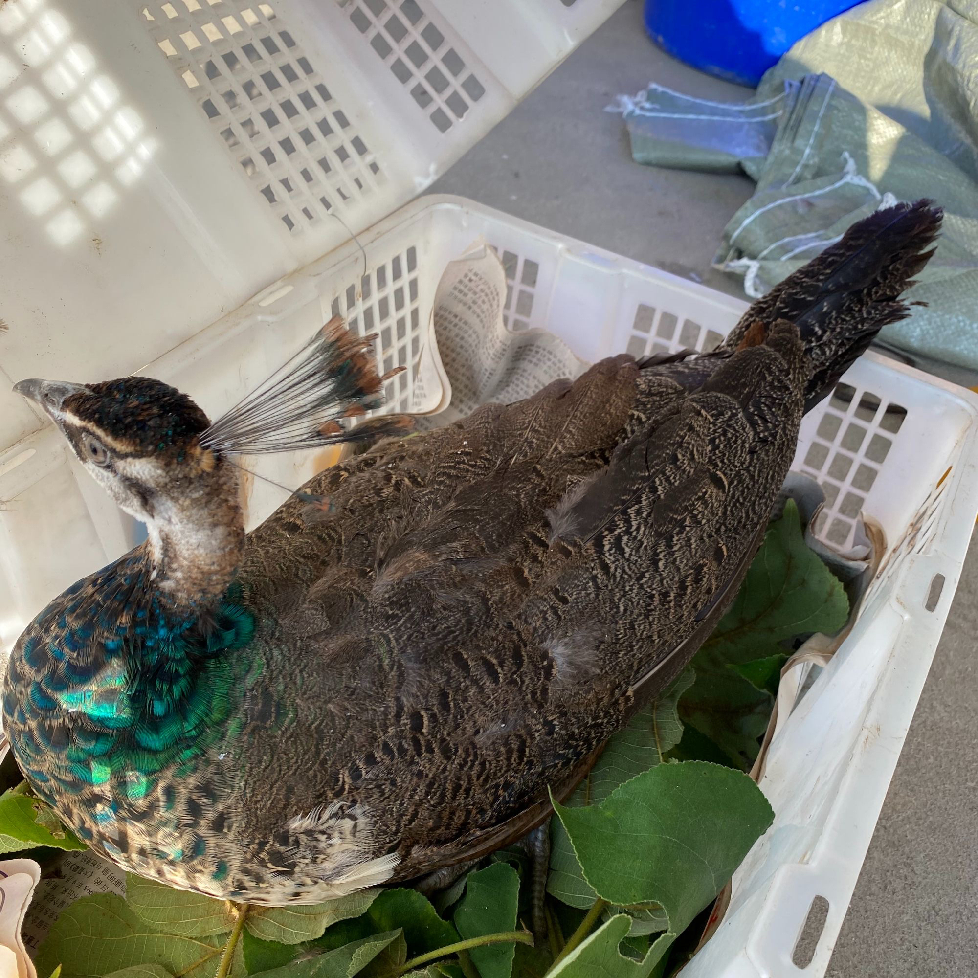 蓝色瑕疵畸形爪缺毛蓝白雀观赏鸡活体宠物疫苗齐全顺丰发包邮到家