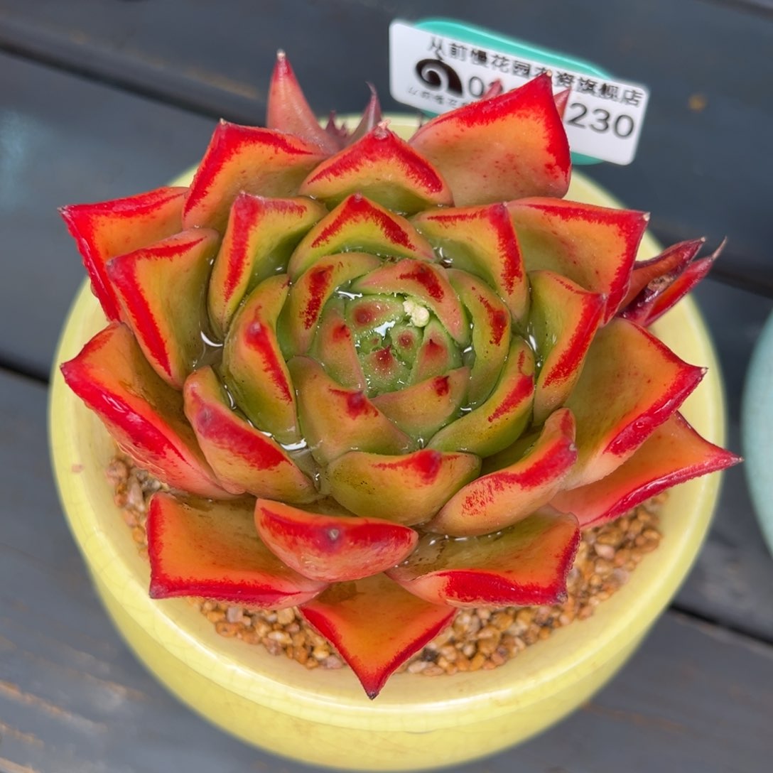 从前慢多肉精选编号0211.230