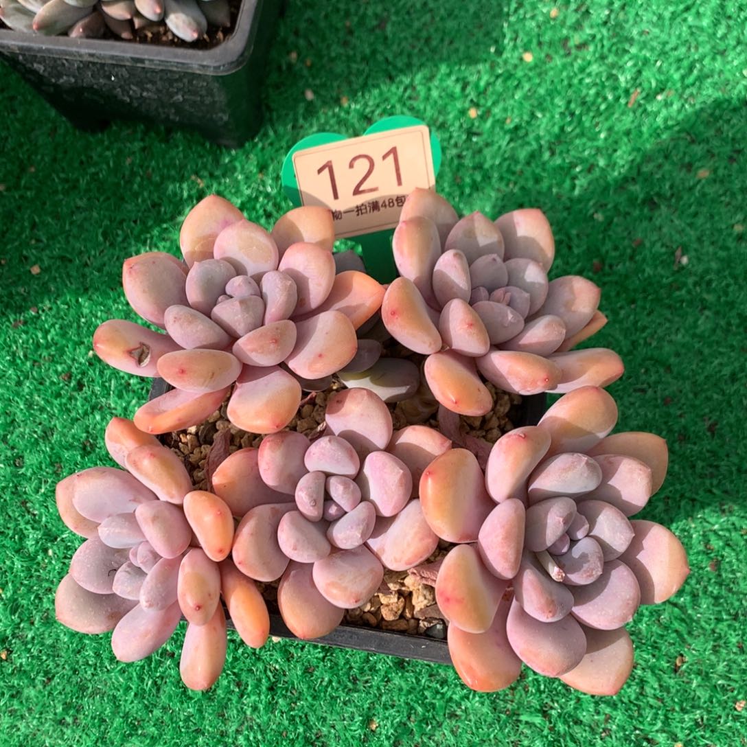 三明治美人老桩平头121