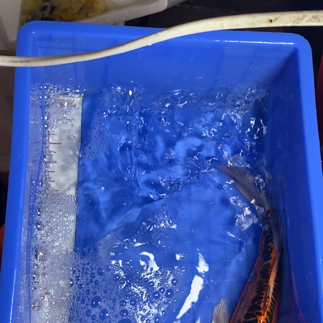 锦鲤冷水锦鲤包邮 