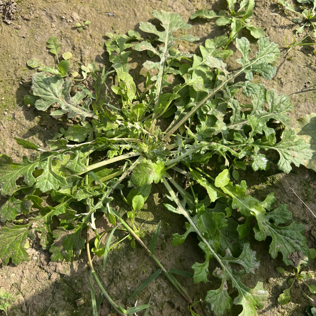 苏北露天野生新鲜荠菜当天现挖荠菜包饺子