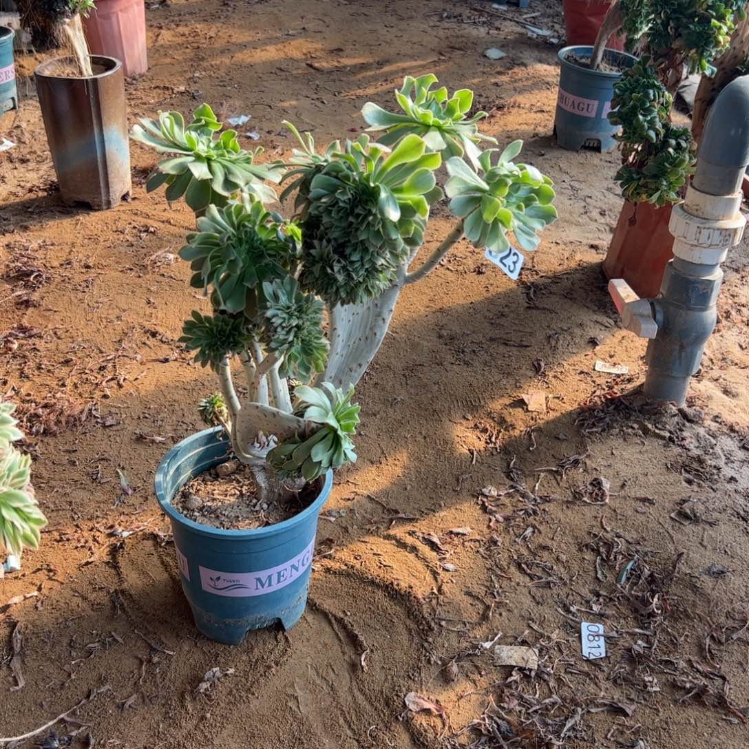 微瑕疵原始绿623高度40厘米