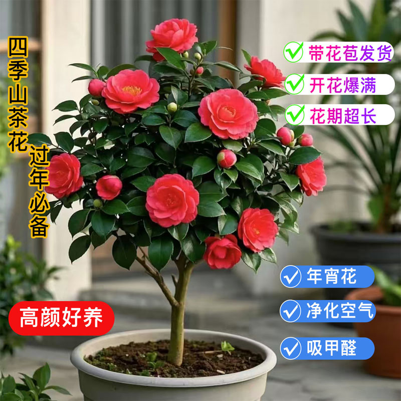 茶梅盆栽带花苞原土发货室内外好养花卉绿植