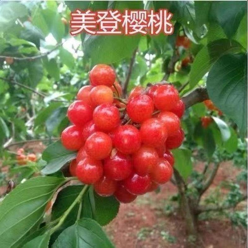 嫁接樱桃苗大樱桃树大红灯樱桃果树苗盆栽地栽果树苗南北果树果苗