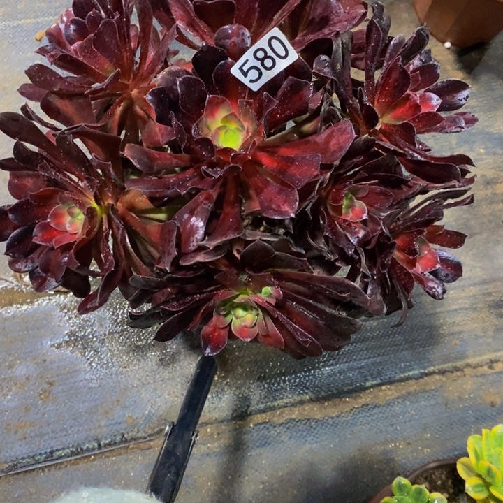 580 美杜莎中班，接